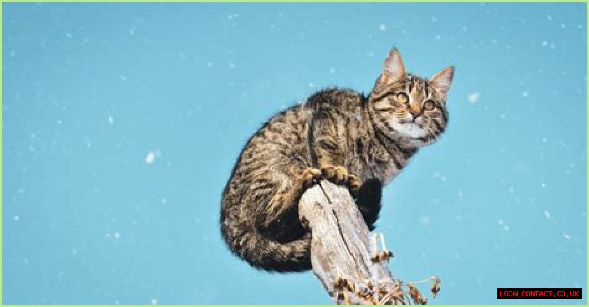 Can cats climb colorbond fences?