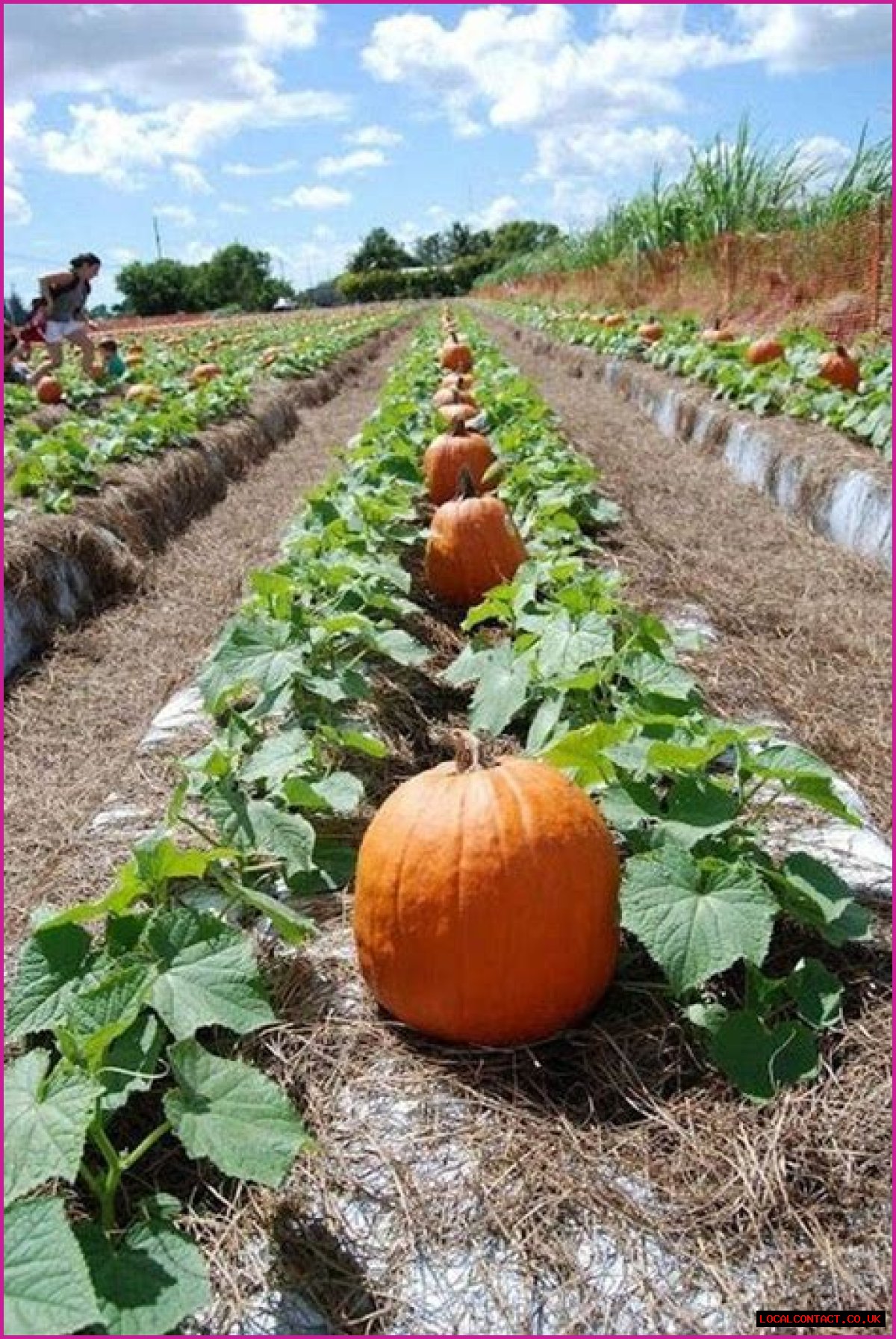 Growing Pumpkins for the Home Garden