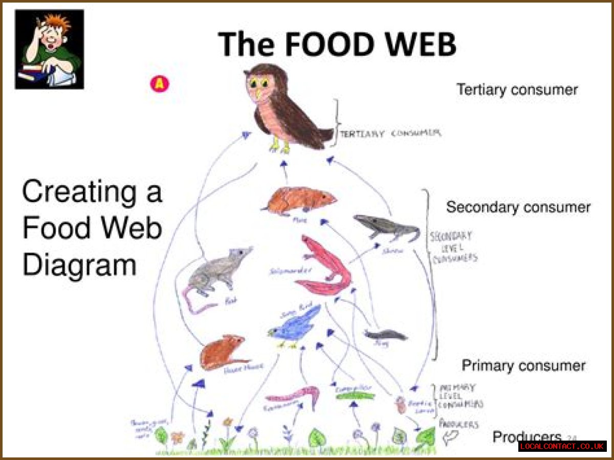 Is a barn owl a tertiary consumer?