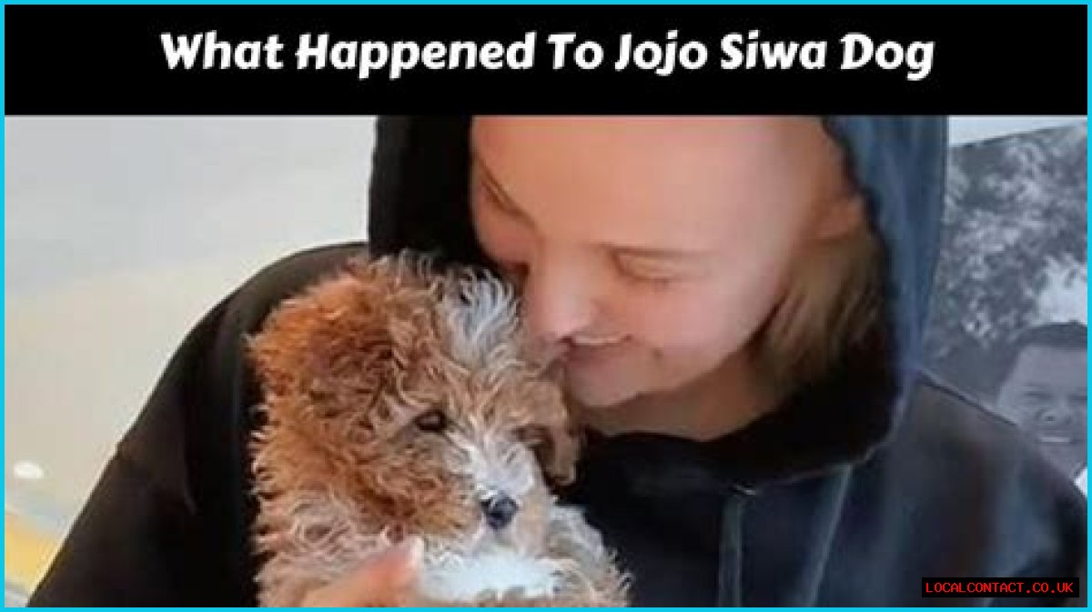 The Fate Of JoJo Siwa's Beloved Dog: What Happened?