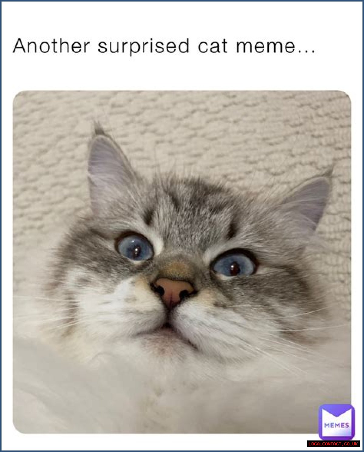 Unraveling The Mystery Of The Surprised Cat Meme