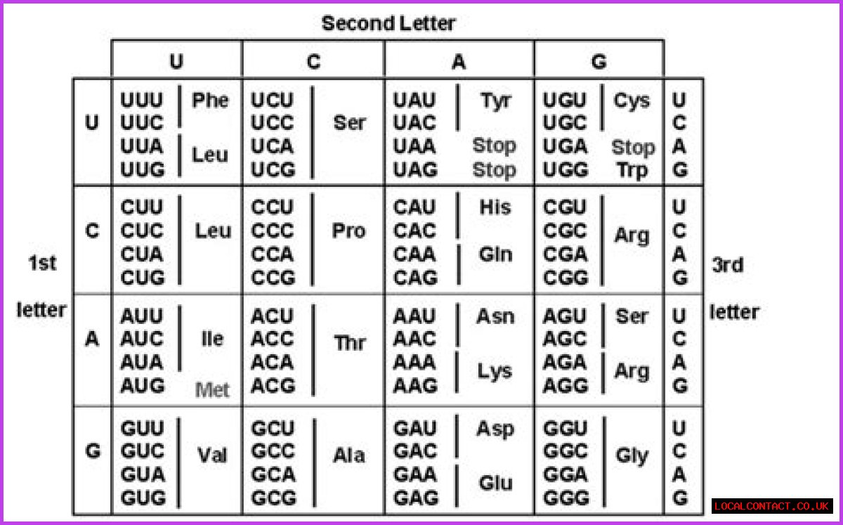 What is the sequence of amino acids?