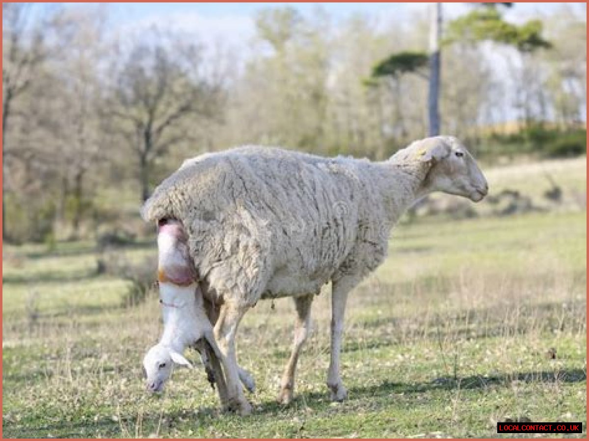 What month do sheep give birth?