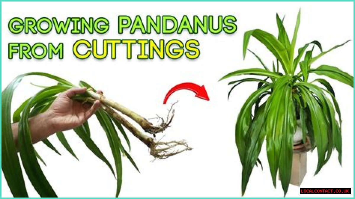 Will pandanus grow from cutting?